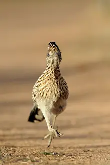 Geococcyx: Roadrunner Running