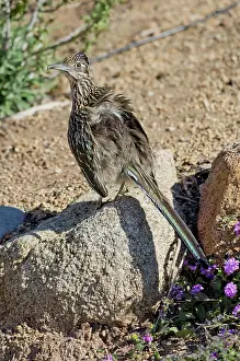 Californianus: Roadrunner sunning atop rock