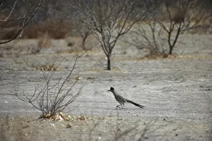 Roadrunner: Roadrunner in Texas