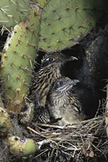 Roadrunner: Roadrunners in Nest