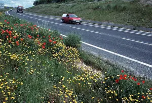 Cars: ROADSIDE FLOWERS