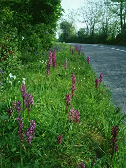 Mascula: Roadside Flowers - Early Purple Orchids (Orchis