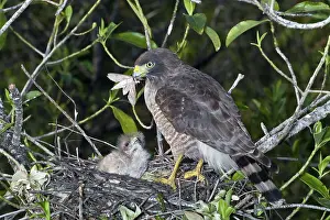 Roadside: Roadside Hawk