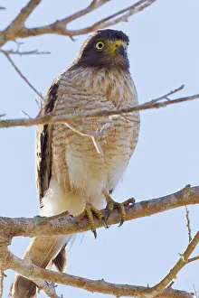 Roadside: Roadside Hawk