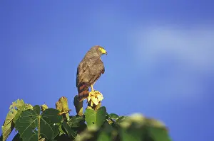 Roadside: Roadside Hawk
