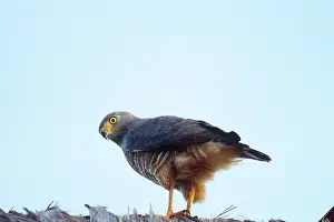 Roadside: Roadside Hawk