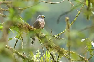 Roadside: Roadside Hawk