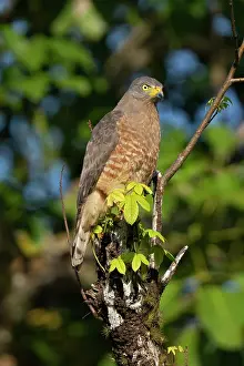 Buteo: Roadside hawk perched along forest road