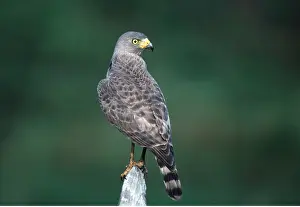 Posts: ROADSIDE HAWK - ON POST