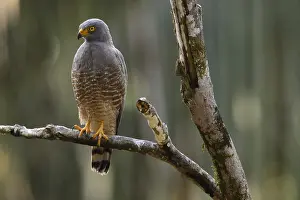Roadside: Roadside Hawk - Roadside Hawk perched in a tree