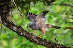 Hawk: Roadside Hawk, Rupornis magnirostris