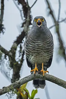 Roadside: Roadside Hawk (Rupornis magnirostris) calling, Putumayo