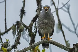 Roadside: Roadside Hawk (Rupornis magnirostris) calling, Putumayo