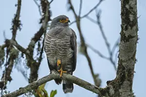 Roadside: Roadside Hawk (Rupornis magnirostris) Putumayo, Colombia
