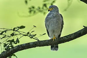 Roadside: Roadside Hawk (Rupornis magnirostris) Rio Claro