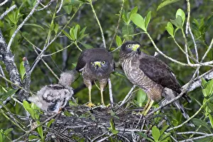 Roadside: Roadside Hawks with Chick