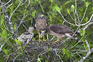 Roadside: Roadside Hawks with Chick