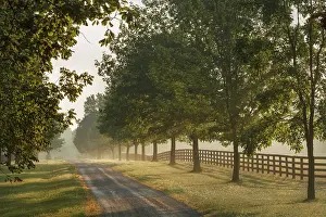 Kentucky: Roadway and fences on horse farm at sunrise on foggy
