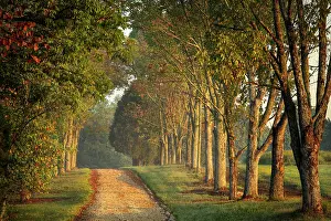 Kentucky: Roadway and fences on horse farm at sunrise, Oldham County