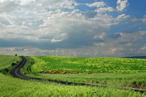 Driving: Roadway winding through agricultural fields