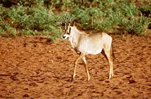 Antelopes: ROAN ANTELOPE