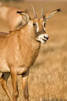 Roan: Roan Antelope, Busanga Plains, Kafue National