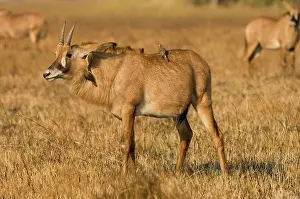 Roan: Roan Antelope, Busanga Plains, Kafue National