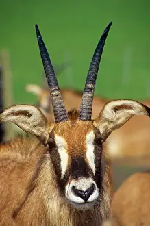 Equinus: ROAN ANTELOPE - close-up of head