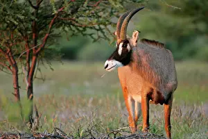 Equinus: Roan Antelope - grazing in savannah in last evening light