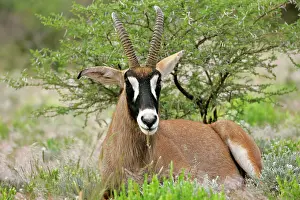 Equinus: Roan Antelope - resting in savannah ruminating