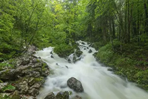 Rainy: Roaring WeiBbach after heavy rain near Inzell in the Alps
Roaring Wei