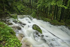 Watering: Roaring Weissbach with the waterhole