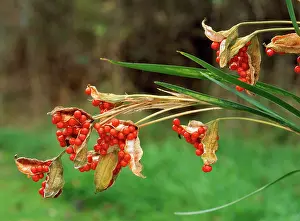 Irises: Roast Beef Iris (Gladdon) - berries in autumn
