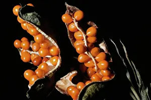 Capsules: Roast Beef Iris (Gladdon) - capsules & berries