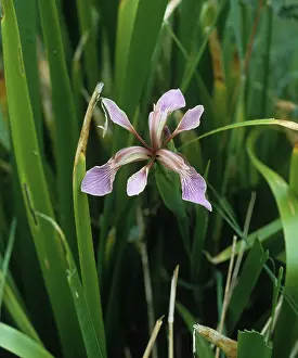 Beef: Roast beef plant (Iris foetidissima)