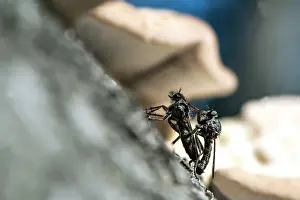 Robber: Robber / Assassin Fly adults mating