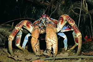 Robber: Robber / Coconut Crab