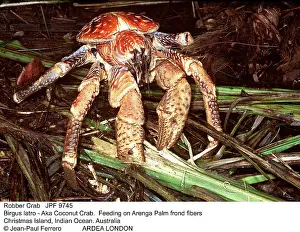 Robber: Robber / Coconut Crab