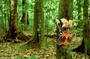 Robber: Robber / Coconut Crab - Climbing tree
