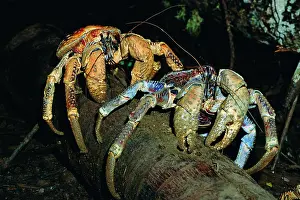 Fibres: Robber / Coconut Crab - Feeding on Arenga palm pith fibres