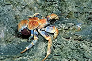 Robber: Robber / Coconut Crab - Female carrying eggs to the sea