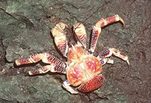 Crabs: ROBBER CRAB / Coconut Crab