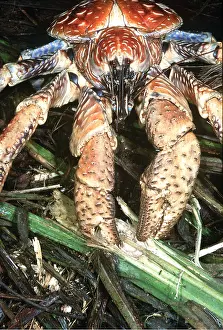 Crabs: ROBBER CRAB / Coconut Crab - feeding