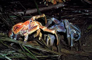 Robber: Robber Crab / Coconut Crab - males fighting over food