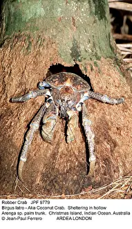 Robber: ROBBER CRAB / Coconut Crab - Sheltering in hollow
