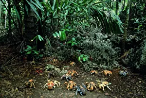 Robber: ROBBER CRABS / Coconut Crabs