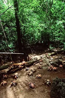 Robber: ROBBER CRABS / Coconut Crabs
