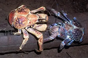 Crabs: ROBBER CRABS / Coconut Crabs - feeding