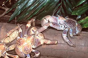 Crabs: ROBBER CRABS / Coconut Crabs - feeding on Arenga