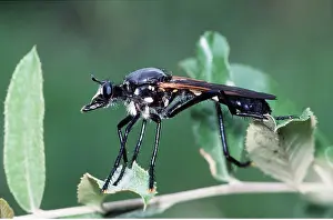 Robber: ROBBER FLIES